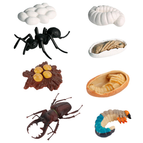 16 Pcs Realistic Insect Growth Models Worker Ants Educational Toy