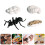 16 Pcs Realistic Insect Growth Models Worker Ants Educational Toy 10