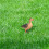 2Pcs Simulation Duck Model Decor Ornament Kids Cognitive Toy 5