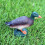 2Pcs Simulation Duck Model Decor Ornament Kids Cognitive Toy 4