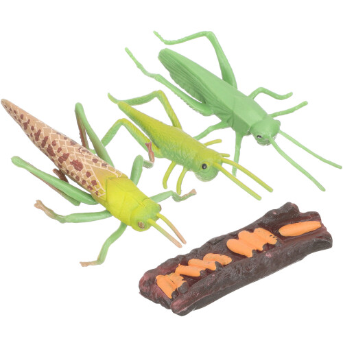 2 Sets Grasshopper Growth Cycle Educational Toy Cognitive Model 1