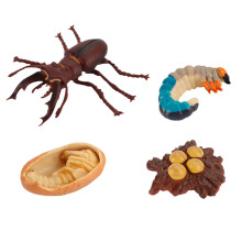 8 Pièces Modèles De Croissance Des Insectes Pour Enfants