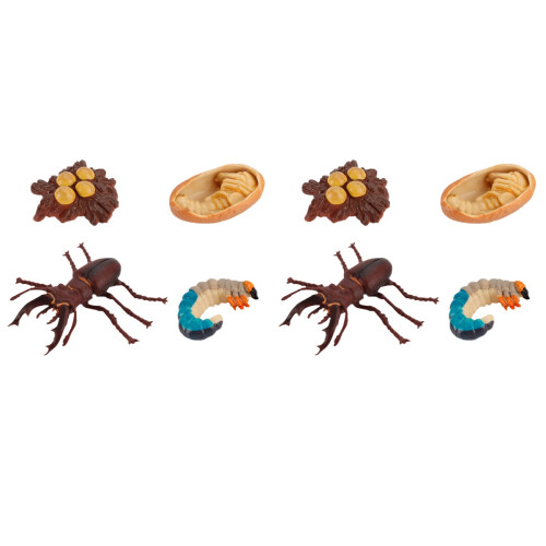 8 Pièces Modèles De Croissance Des Insectes Pour Enfants 1