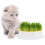 5Pièces Planter Box Soilless Pour À Chat Couleurs Variées 3