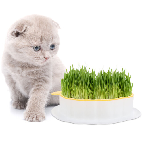 5Pièces Planter Box Soilless Pour À Chat Couleurs Variées 2