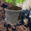 2Pcs Durable Metal Mesh Root Protectors White Plant Root Guard Basket 7