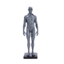 2Pcs Durable Grey Male Model Muscle Structure Medical Teaching Display