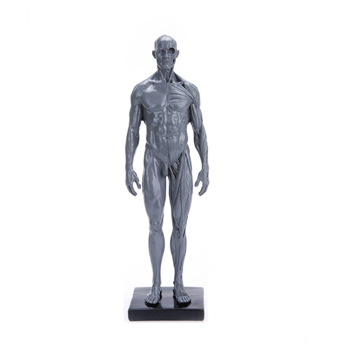 2Pcs Durable Grey Male Model Muscle Structure Medical Teaching Display