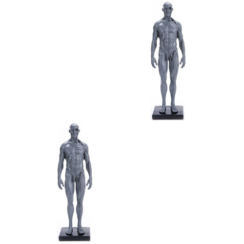 2Pcs Durable Grey Male Model Muscle Structure Medical Teaching Display 2