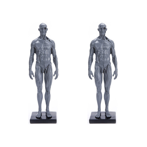2Pcs Durable Grey Male Model Muscle Structure Medical Teaching Display 1