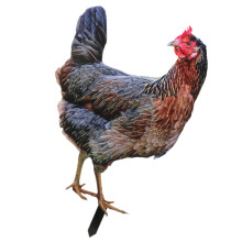 5Pcs Multi-Color Acrylic Chicken Garden Stakes for Yard Lawn Decor