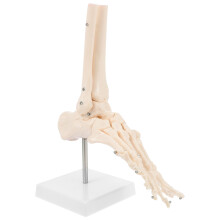 2Stk PVC Anatomisches Fuß- Sprunggelenk Modell in Beige Für Schule