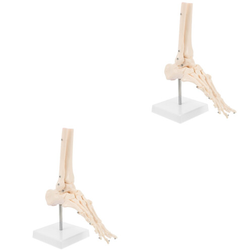 2Pcs Beige PVC Ankle Joint Model Plastic Human Foot Skeleton 2