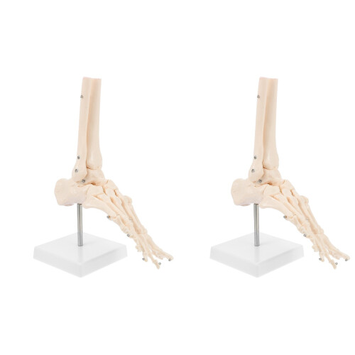 2Pcs Beige PVC Ankle Joint Model Plastic Human Foot Skeleton 1