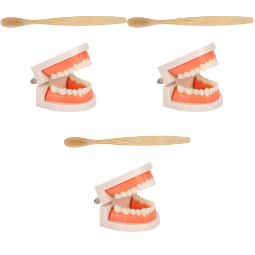 3Ensembles Modèles De Dents Educatifs Pour Brosse Colorée 2