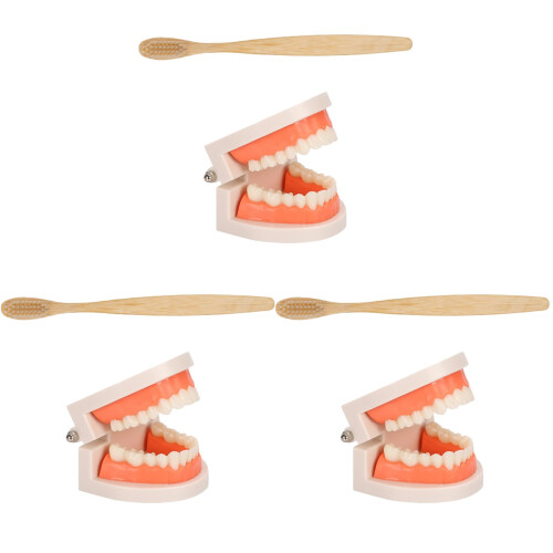 3Ensembles Modèles De Dents Educatifs Pour Brosse Colorée 1