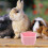 4Pièces Gamelles Céramiques Pour Petits Animaux Rose Durable 5