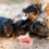 4Pièces Gamelles Céramiques Pour Petits Animaux Rose Durable 7