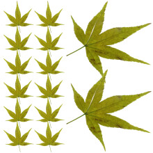 5Pcs Maple Leaf Sushi Tray Green Natural Decorative Japanese Platter