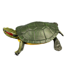 High Simulation Brazilian Tortoise Model For Kids