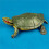 High Simulation Brazilian Tortoise Model For Kids 5