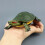 High Simulation Brazilian Tortoise Model For Kids 6