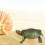 High Simulation Brazilian Tortoise Model For Kids 10