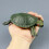 High Simulation Brazilian Tortoise Model For Kids 4