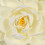 4Pcs Flexible White Artificial Water Lilies Floating Pond Flower Decor 10