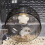 3Pièces Roue Pour Hamsters Rongeurs En Robuste 5