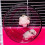 3Pièces Roue Pour Hamsters Rongeurs En Robuste 4