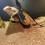 Ferret Chameleon Dier Meerschapen 5