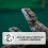 Ferret Chameleon Dier Meerschapen 4