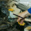 10 Pcs Fuse Removal Tool Auto Installation Checker Tester For Car 7