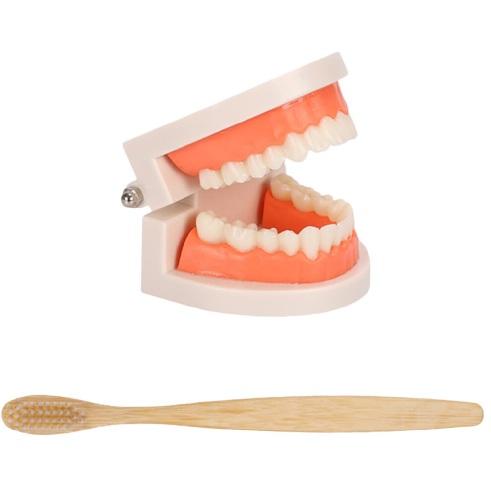 Kids Dental Model with Movable Jaw Montessori Teeth Teaching Kit for Preschool Oral Care