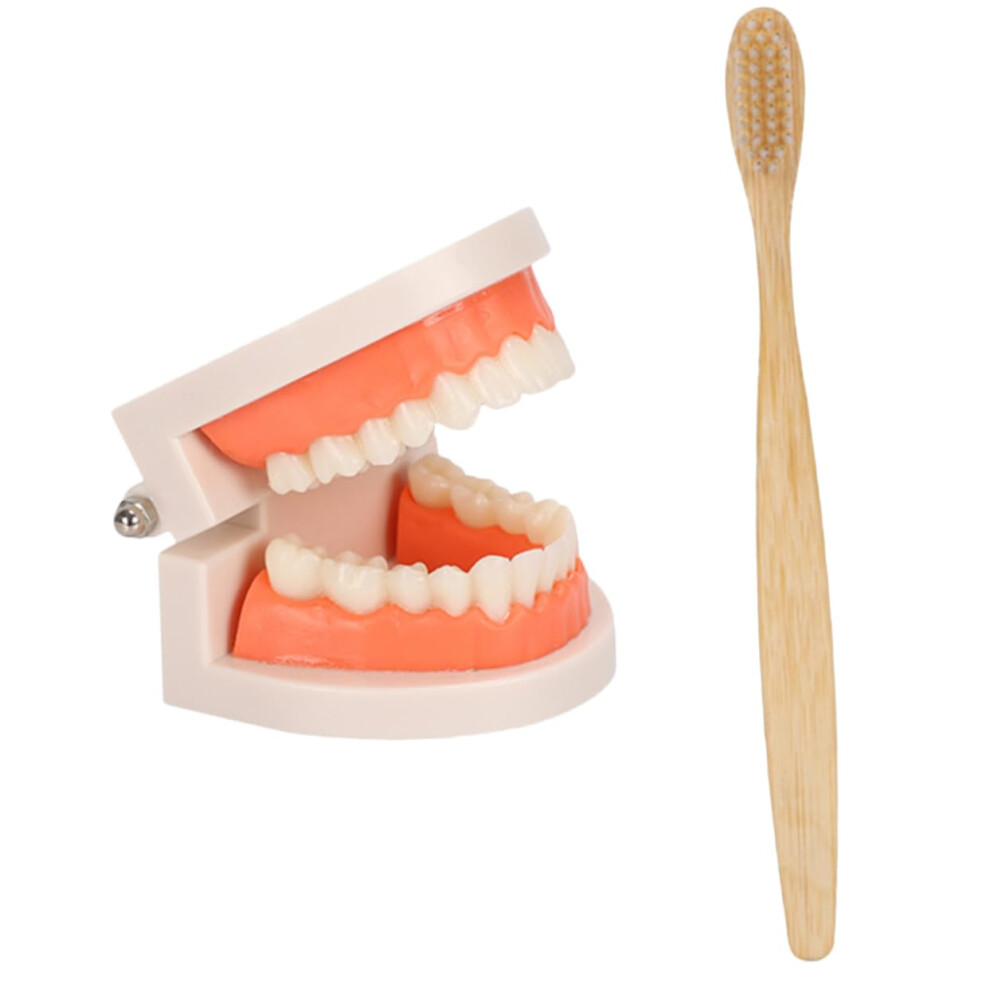 Tooth Brushing Teaching Model Set with Wooden Toothbrush for Kids Dental Hygiene Demonstration