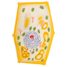 3Pcs Plant Cell Model For Biology Teaching