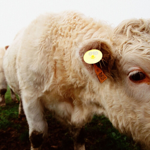 Ear Tags 200 Pcs Tag Anti-Shedding Goat Pig Tags 2