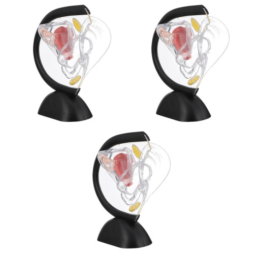 3Pièces De Structure Utérus Durable Transparent Usage Médical 2