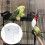 1 Pièce En Transparente Avec Oiseaux Suspendus 5