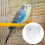 1 Pièce En Transparente Avec Oiseaux Suspendus 4