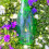 Accademia Green Prosecco 75cl 4