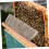 Bee Brush with Soft Bristles for Gentle Beekeeping and Precision Beehive Frame Cleaning 4