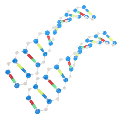 4Pcs Molecular Dna Model Kit Educational Biology Teaching Aid 2