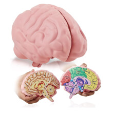 Cross Section Foam Brain Model, Great Educational Tool for Learning & Teaching Human Anatomical Function, Psychology, Biology or Science, Easy to Use