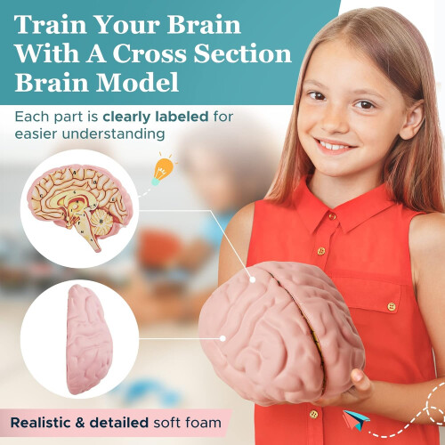 Cross Section Foam Brain Model, Great Educational Tool for Learning & Teaching Human Anatomical Function, Psychology, Biology or Science, Easy to Use 2