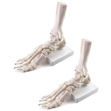 QWORK Human Foot Skeleton Model, 2 Pack Life Size Medical Anatomy Foot and Ankle Model, Right, Fully Articulated, for Medical Study & Science Classro
