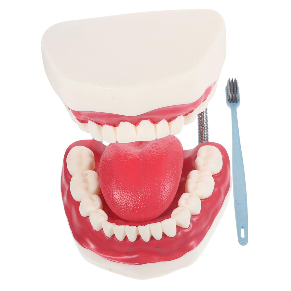 Dental Teaching Model with Removable Teeth for Kids Oral Hygiene Education and Brushing Demonstration