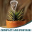 3Pcs Silver Skull Automatic Watering Spike Glass Self Watering System 9