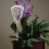 3Pcs Silver Skull Automatic Watering Spike Glass Self Watering System 6
